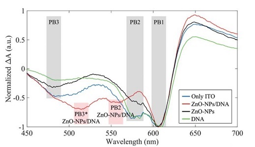 insertion DNA nanolayer into polymer based solar cells